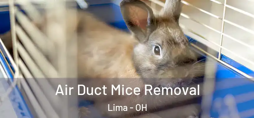 Air Duct Mice Removal Lima - OH